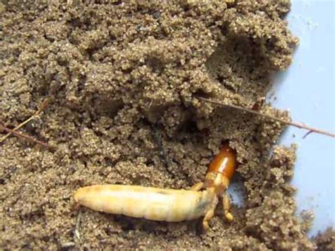 mole cricket larvae